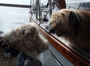 Sparky and nikki com