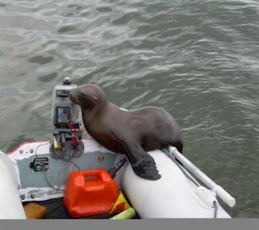 _wsb_378x336_Seal2Battack