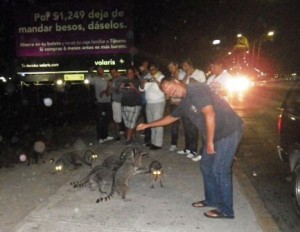 bill and the racoon com