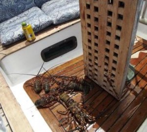 Bugs in the cockpit com